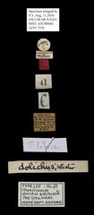 Elibia dolichus • All Rights Reserved Museum Label
