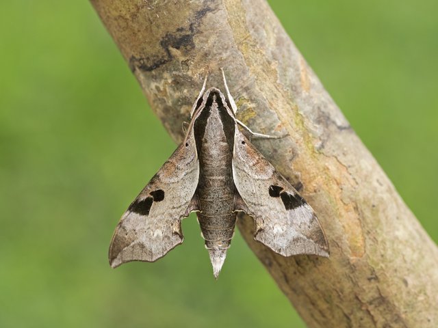 Enpinanga borneensis • © Gan Cheong Weei • CC BY-NC 4.0