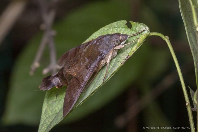 Macroglossum corythus • © Marcus Ng Fu Chuan • CC BY-NC-ND 4.0