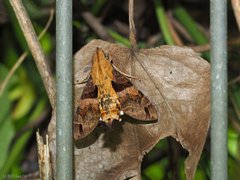 Macroglossum sitiene