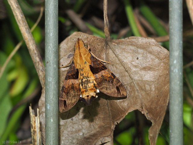 Macroglossum sitiene • © Gan Cheong Weei • CC BY-NC 4.0