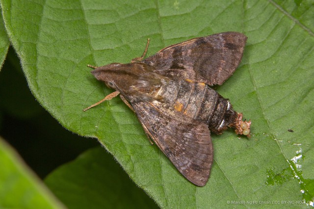 Macroglossum variegatum • © Marcus Ng Fu Chuan • CC BY-NC-ND 4.0