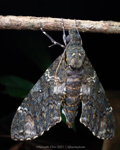 Meganoton nyctiphanes • © Kenneth Chin • All Rights Reserved