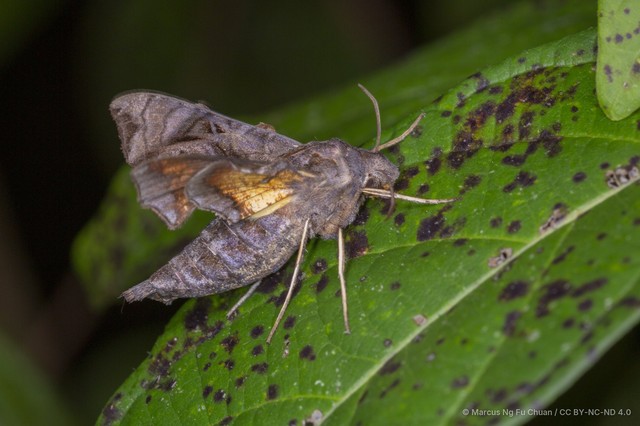 Neogurelca hyas • © Marcus Ng Fu Chuan • CC BY-NC-ND 4.0