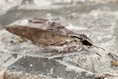 Psilogramma menephron