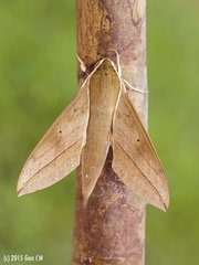 Theretra clotho