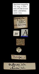 Theretra suffusa • All Rights Reserved Museum Label