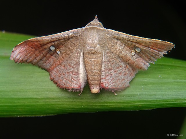 Banisia lobata • © Tiffany Lum • All Rights Reserved