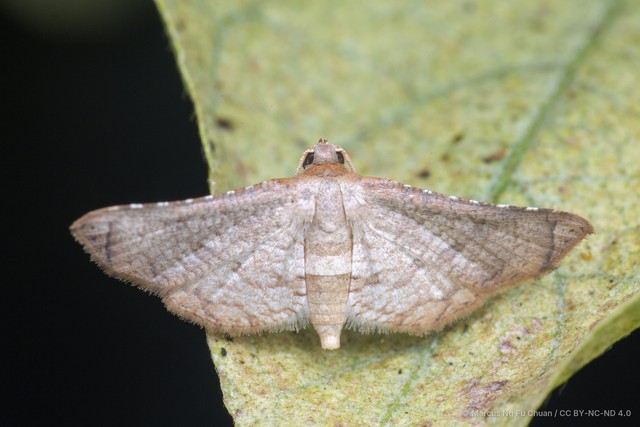 Hypolamprus bastialis • © Marcus Ng Fu Chuan • CC BY-NC-ND 4.0