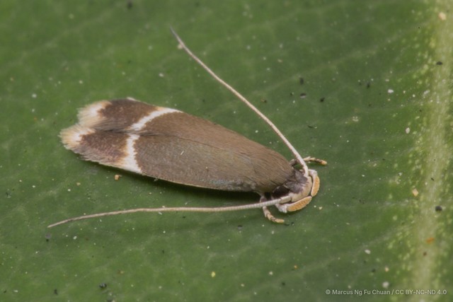 Phaeoses leucodeta • © Marcus Ng Fu Chuan • CC BY-NC-ND 4.0