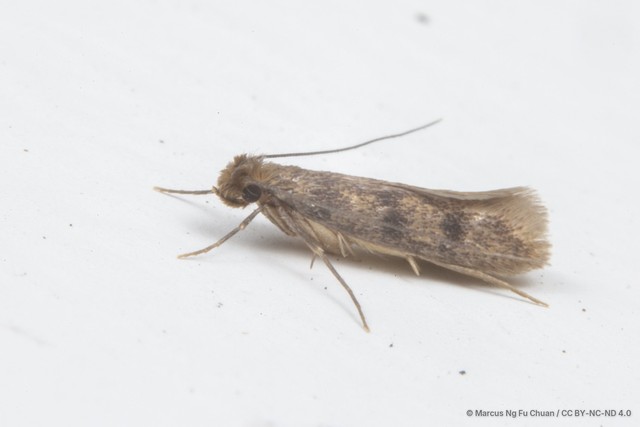 Phereoeca uterella • © Marcus Ng Fu Chuan • CC BY-NC-ND 4.0