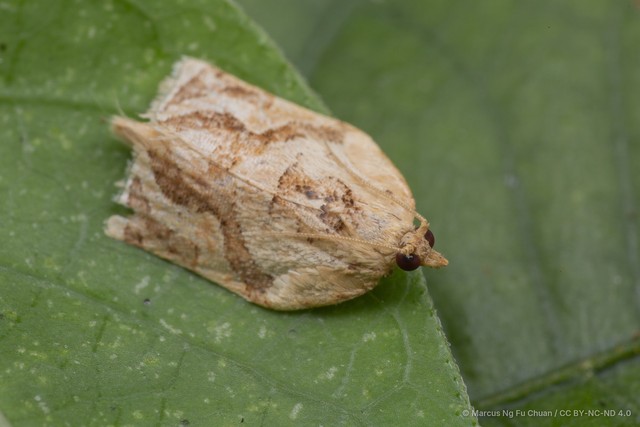 Adoxophyes privatana • © Marcus Ng Fu Chuan • CC BY-NC-ND 4.0