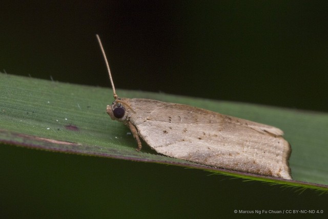 Meridemis furtiva • © Marcus Ng Fu Chuan • CC BY-NC-ND 4.0