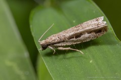 Phricanthes flexilineana (Walker, 1863)