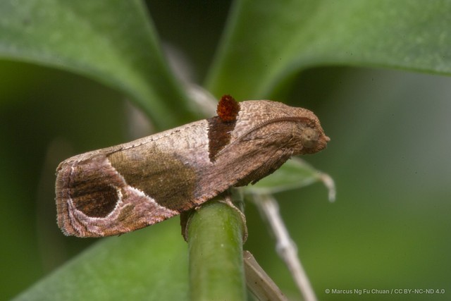 Sorolopha cyclotoma • © Marcus Ng Fu Chuan • CC BY-NC-ND 4.0