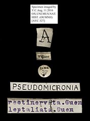 Acropteris rectinervata • All Rights Reserved Museum Label