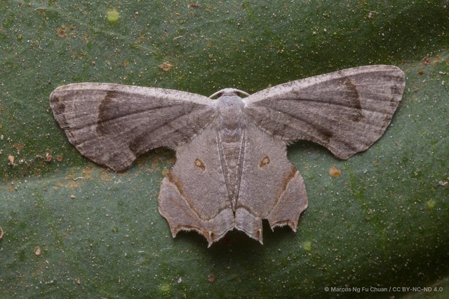 Dysaethria indignaria • © Marcus Ng Fu Chuan • CC BY-NC-ND 4.0