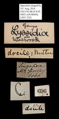 Lyssa zampa • All Rights Reserved Museum Label