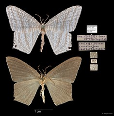 Micronia aculeata • © Ang Yuchen • All Rights Reserved