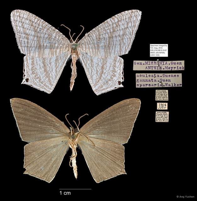 Micronia aculeata • © Ang Yuchen • All Rights Reserved