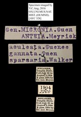 Micronia aculeata • All Rights Reserved Museum Label