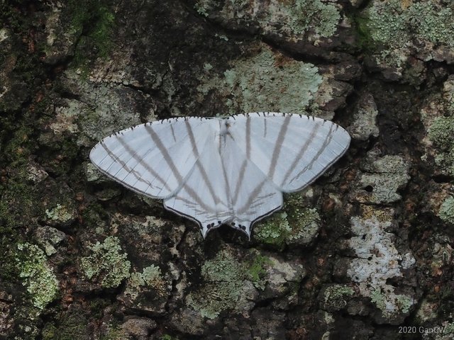 Urapteroides astheniata