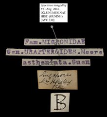 Urapteroides astheniata • All Rights Reserved Museum Label