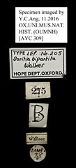 Anarbudas bipartita • All Rights Reserved Museum Label