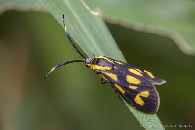 Artona (Zeuxippa) hainana • © Marcus Ng Fu Chuan • CC BY-NC-ND 4.0