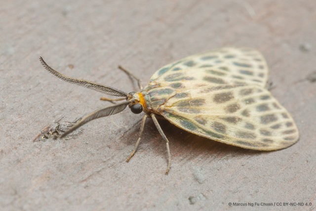 Boradiopsis harmani • © Marcus Ng Fu Chuan • CC BY-NC-ND 4.0