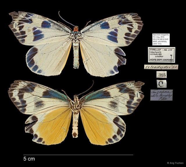 Chalcosia phalaenaria • © Ang Yuchen • All Rights Reserved