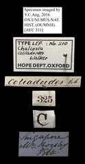 Chalcosia phalaenaria • All Rights Reserved Museum Label