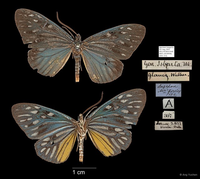 Cyclosia pieridoides glauca • © Ang Yuchen • All Rights Reserved