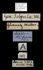 Cyclosia pieridoides glauca • All Rights Reserved Museum Label
