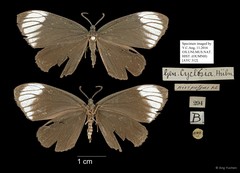 Cyclosia nivipetens Walker, 1859