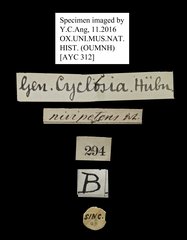 Cyclosia nivipetens • All Rights Reserved Museum Label