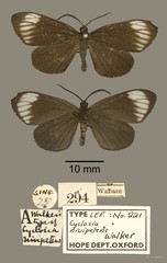 Cyclosia nivipetens • © OUMNH • All Rights Reserved