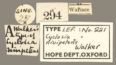 Cyclosia nivipetens • All Rights Reserved Museum Label