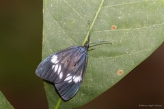 Cyclosia sordidus