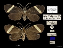 Pidorus corculum • © Ang Yuchen • All Rights Reserved