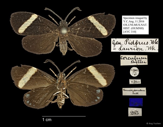 Pidorus corculum • © Ang Yuchen • All Rights Reserved