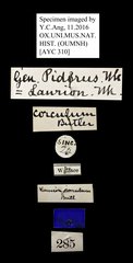Pidorus corculum • All Rights Reserved Museum Label