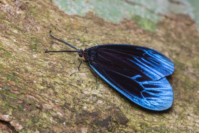 Pompelon marginata • © Marcus Ng Fu Chuan • CC BY-NC-ND 4.0