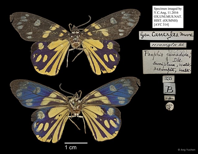 Psaphis camadeva • © Ang Yuchen • All Rights Reserved