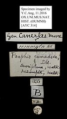 Psaphis camadeva • All Rights Reserved Museum Label