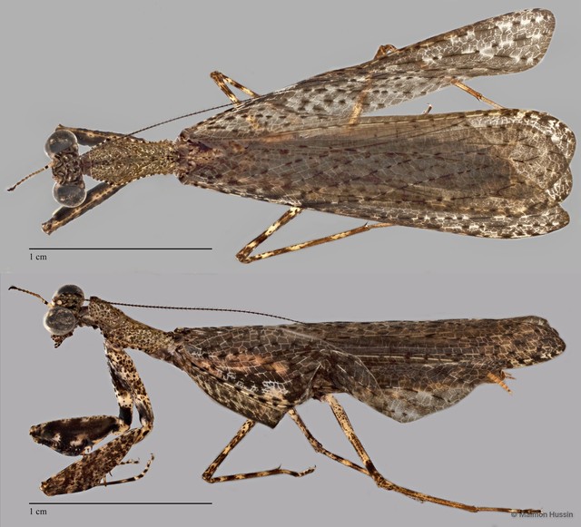 Mantodea sp. "ZRCBDP0019933" • © Maimon Hussin • All Rights Reserved