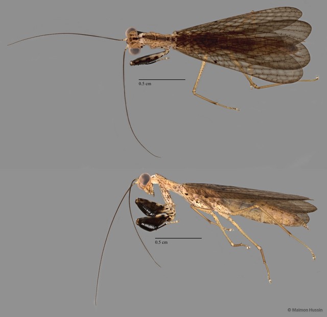 Mantodea sp. "ZRCBDP0072049" • © Maimon Hussin • All Rights Reserved