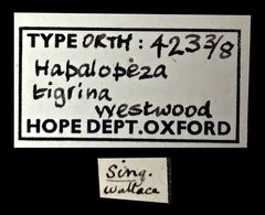 Hapalopeza tigrina • All Rights Reserved Museum Label