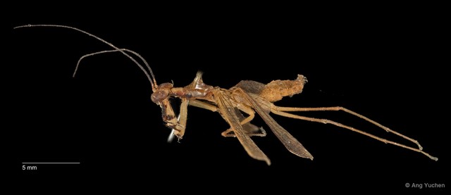 Hapalopeza tigrina