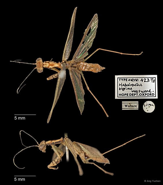 Hapalopeza tigrina